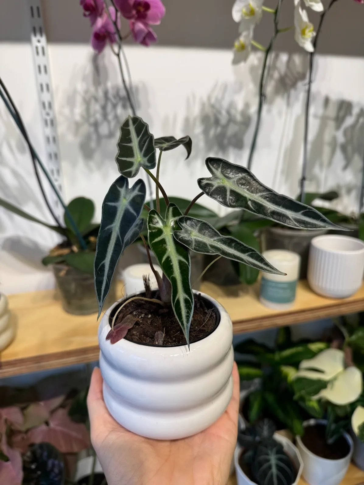 Alocasia Amazonica Polly M8