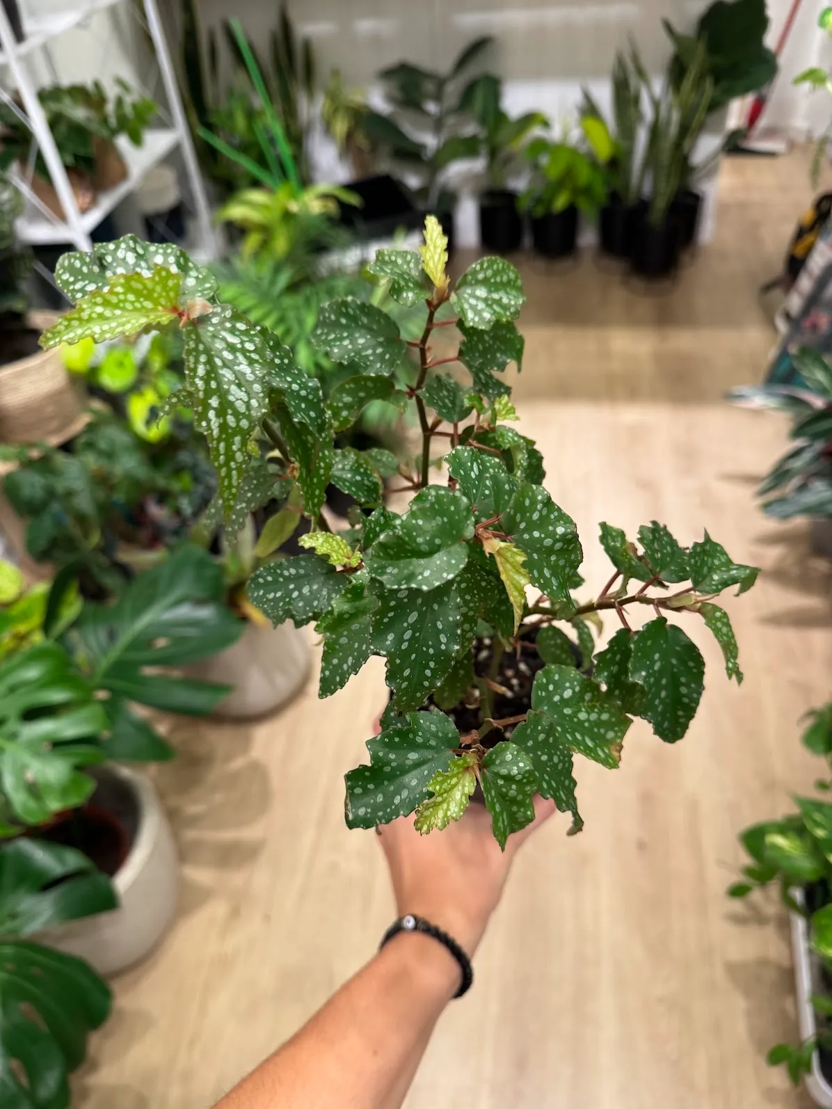 Begonia Alita de Angel M12