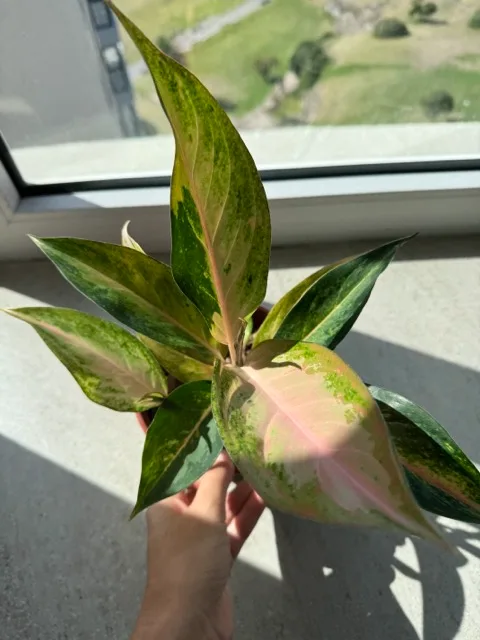 Aglaonema Lawan rosado M13